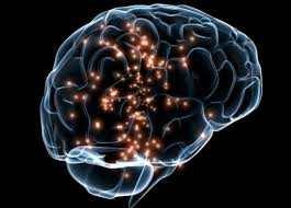 serotonin in brain