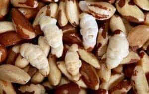 Brazil nuts 