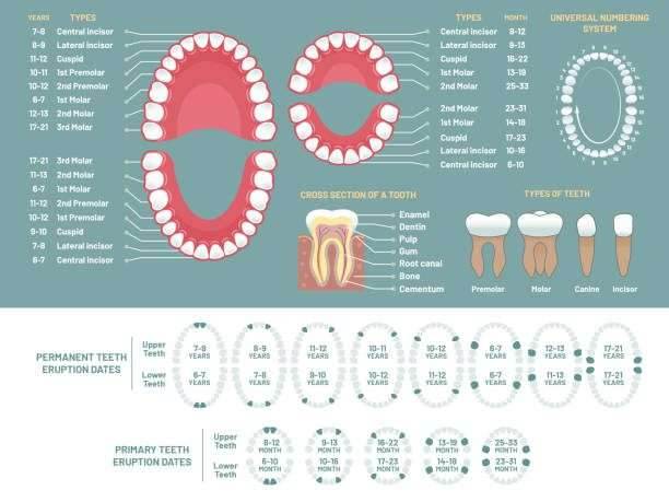 Parts of teeth