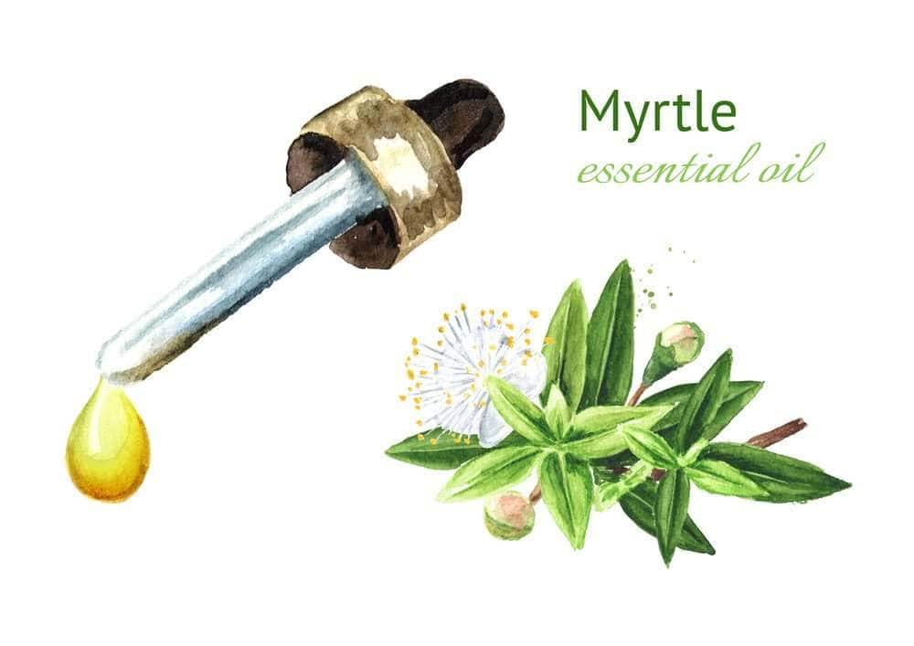 myrtle essential oil