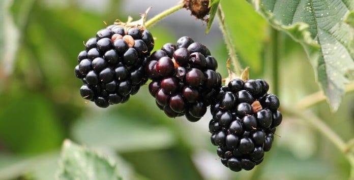 benefits of blackberries