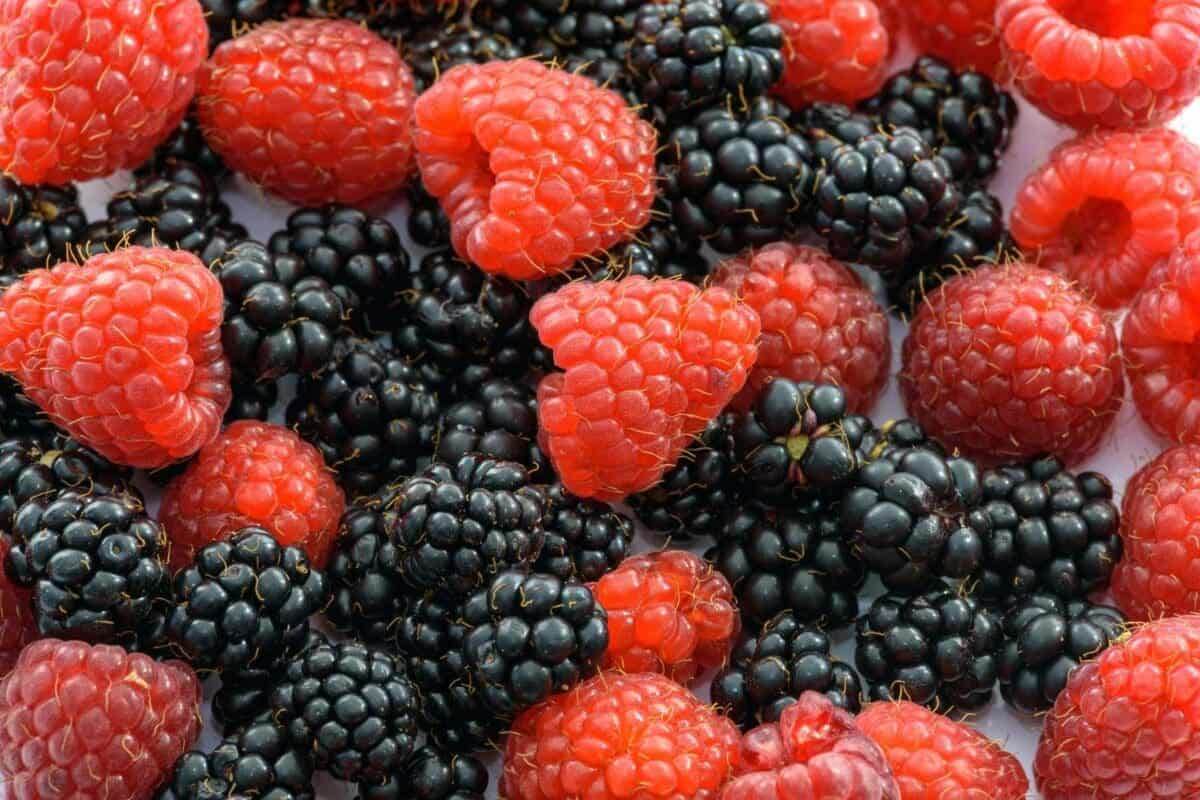 benefits of blackberries