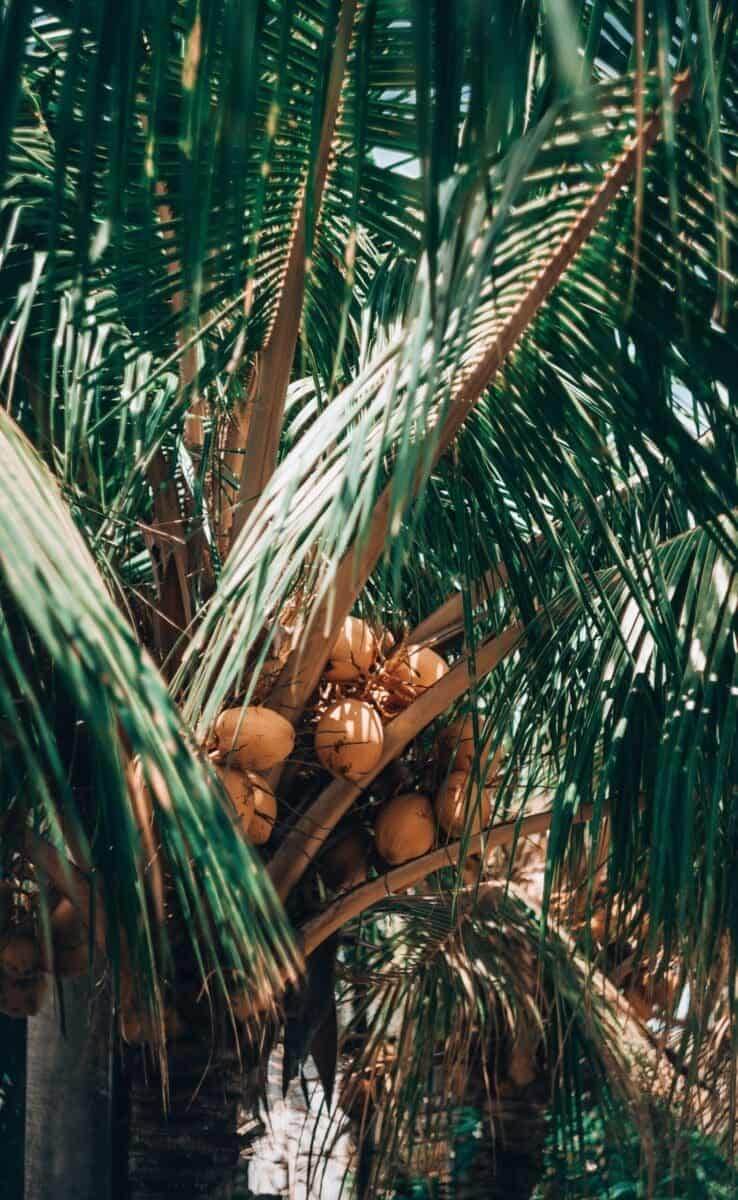 Palm fruit