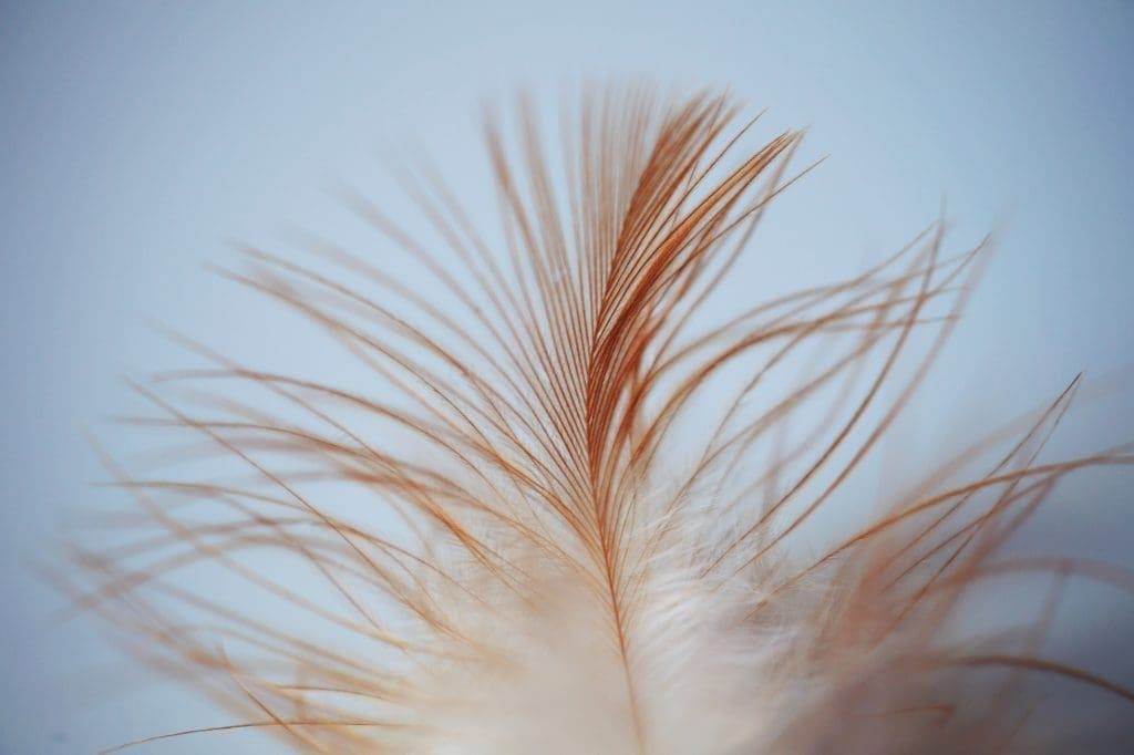 Use a feather to induce sneezing