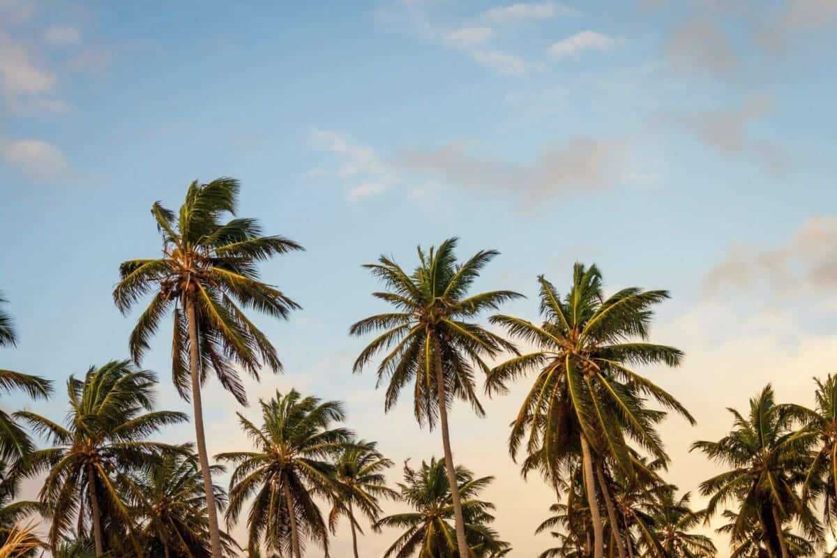 Is Palm Oil Bad For You: An Amazing 2021 Guide 3 Palm trees