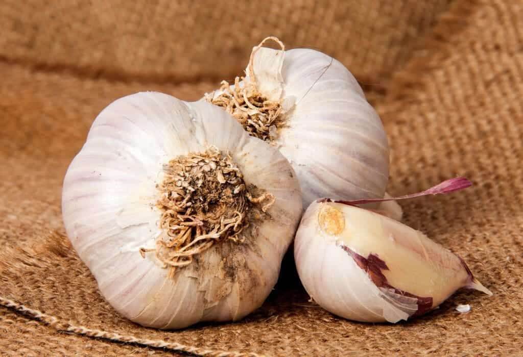 24166400 two heads of garlic and garlic clove on sackcloth