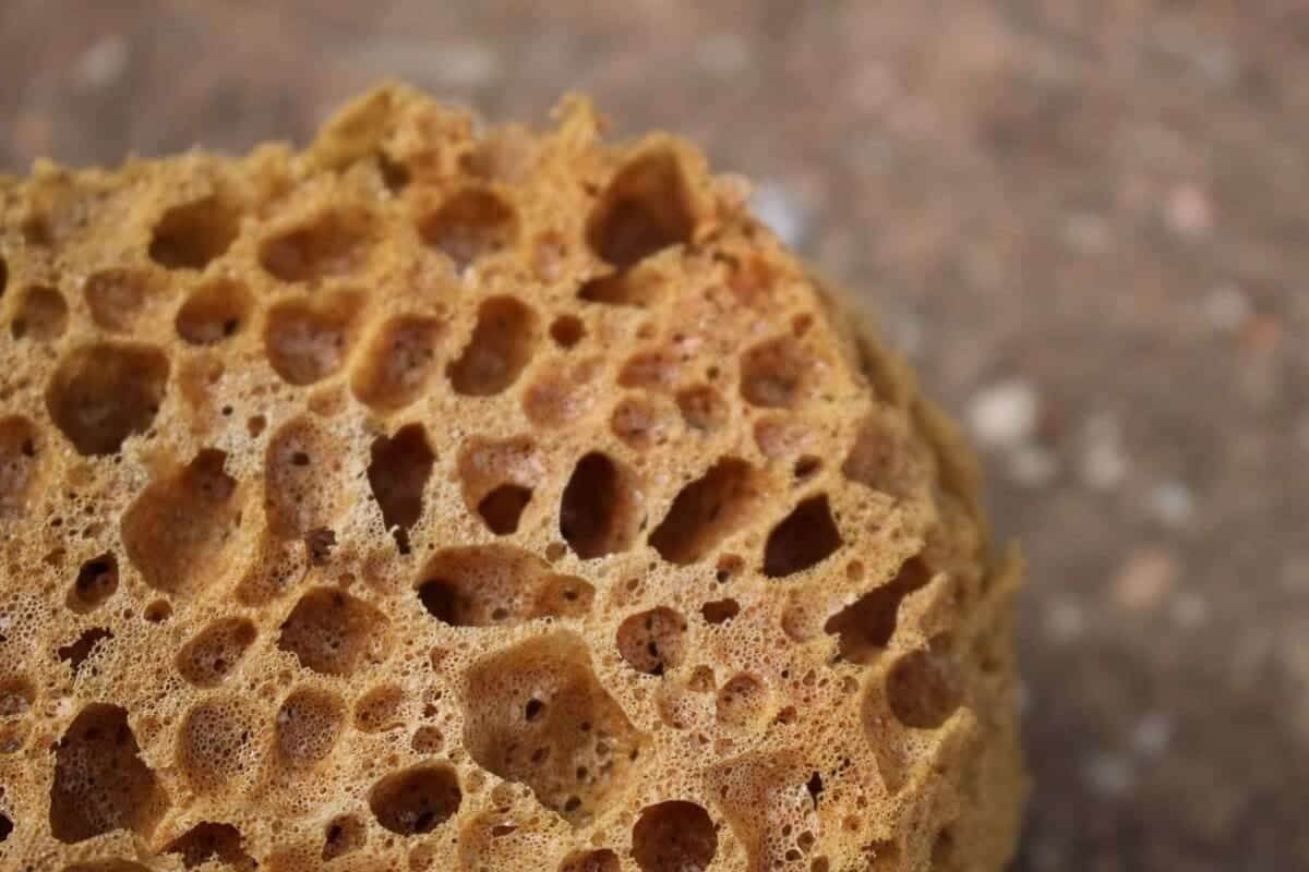 Freshwater sponge