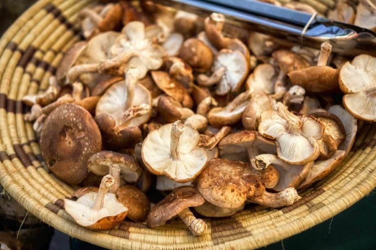 shiitake mushroom recipes