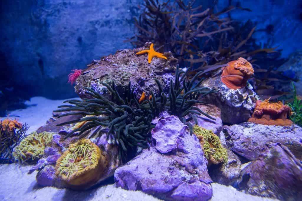 18215934 a starfish in a tank with stones