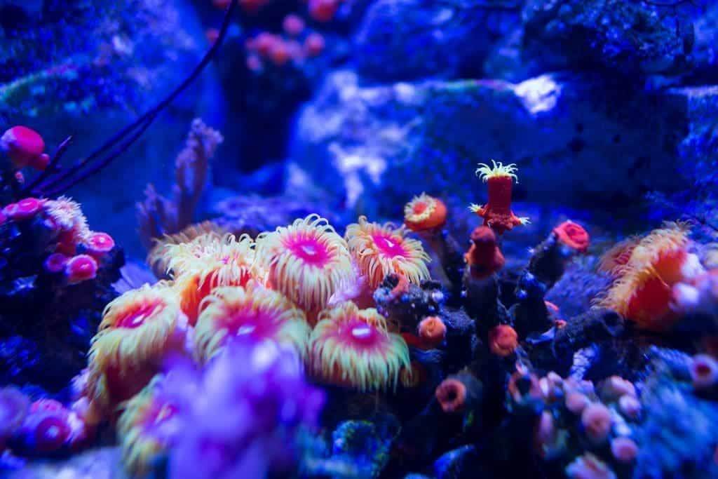 25150206 aquarium coral