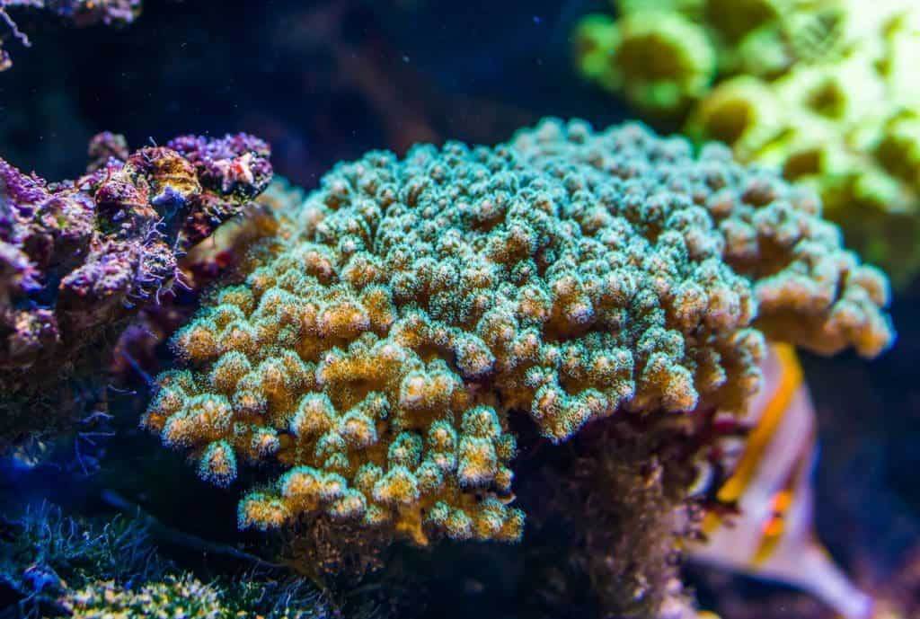 28623858 closeup of a tropical stony coral specie popular decorative animals for the aquarium marine life background