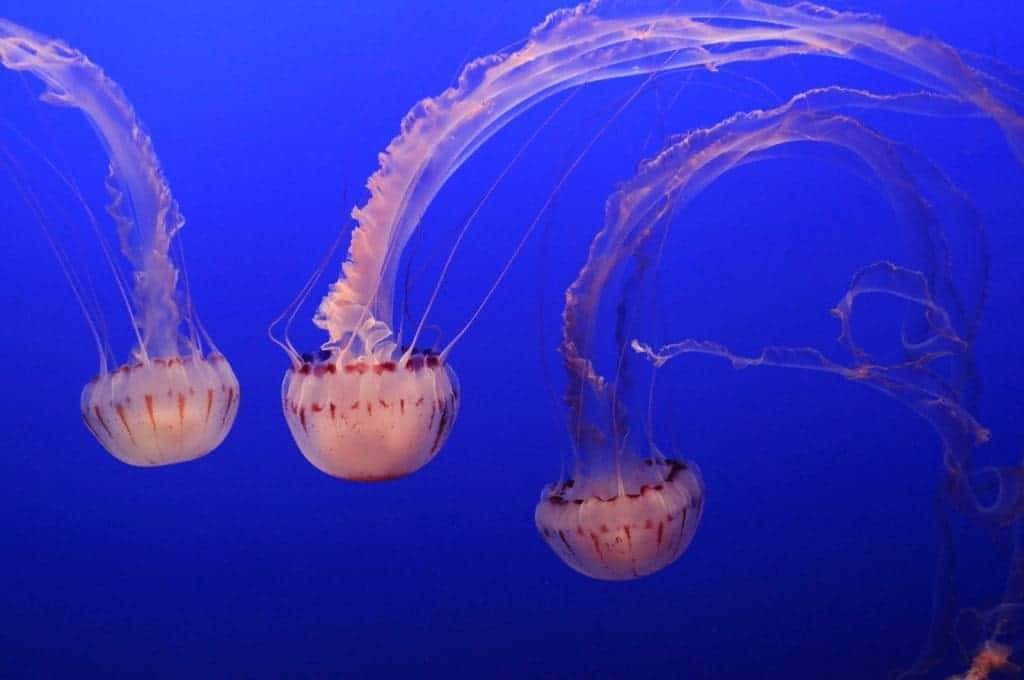 4220684 jellyfish