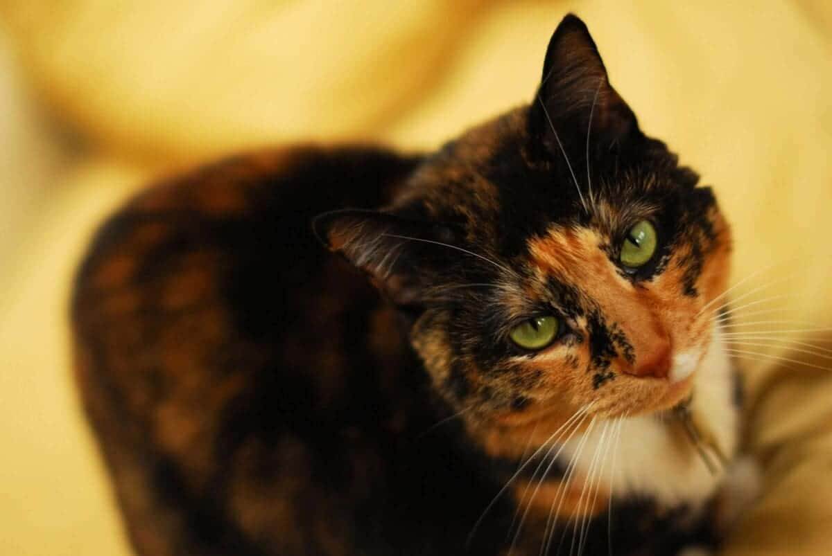 Tri-Colored Cat