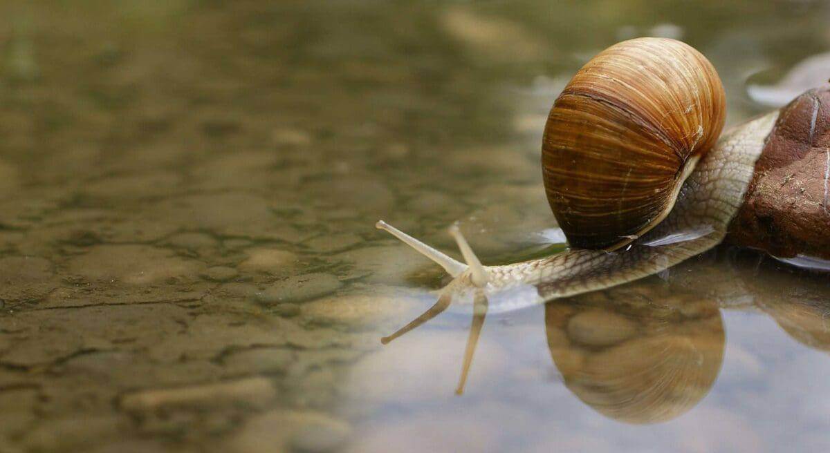 snail 187559
