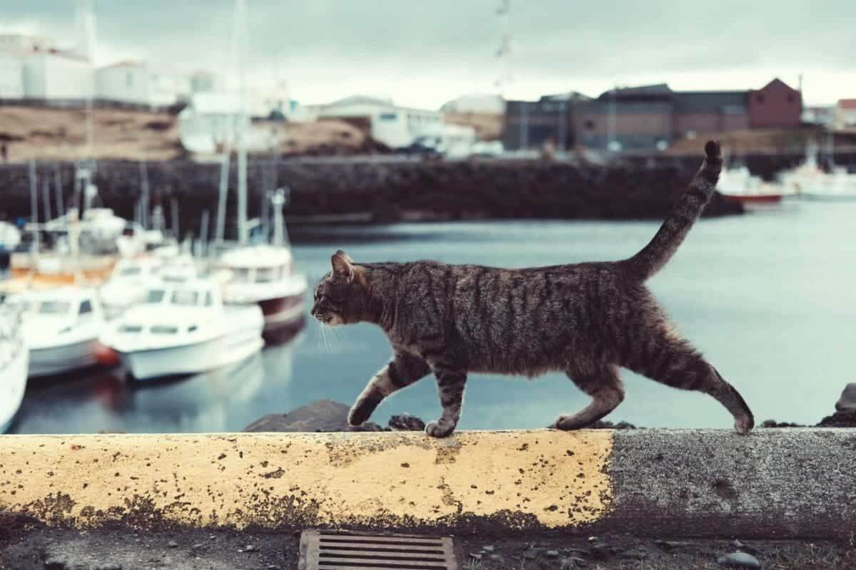 Cat Walking On Ledge