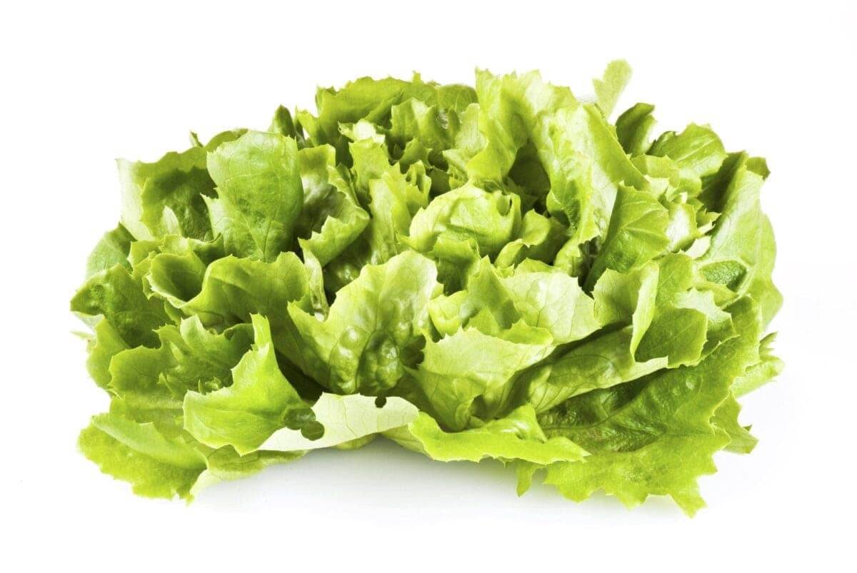 1600570 lettuce scaled