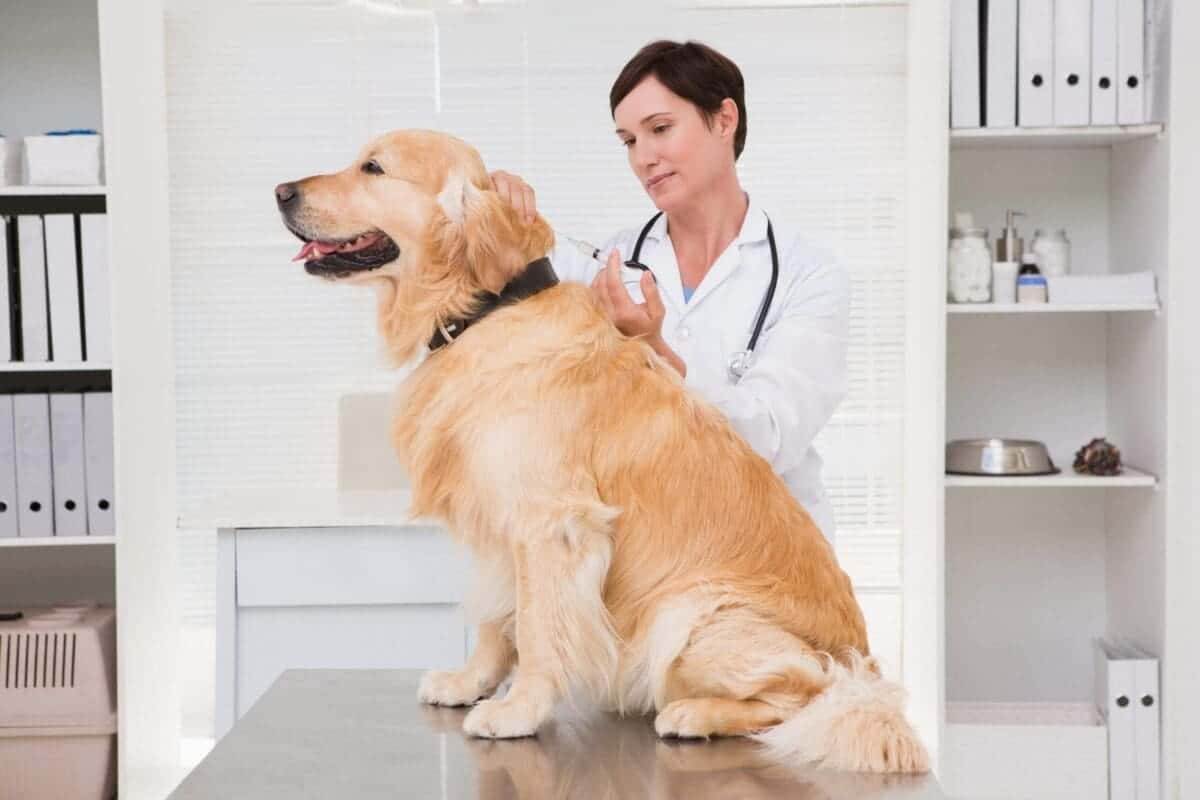 liver disease in dogs