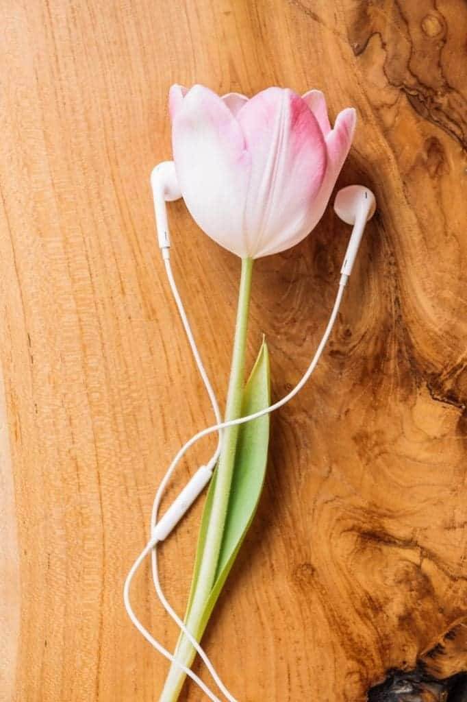 A baby pink tulip with earphone plugged in.