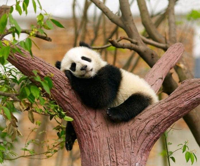 Sleeping giant panda baby.