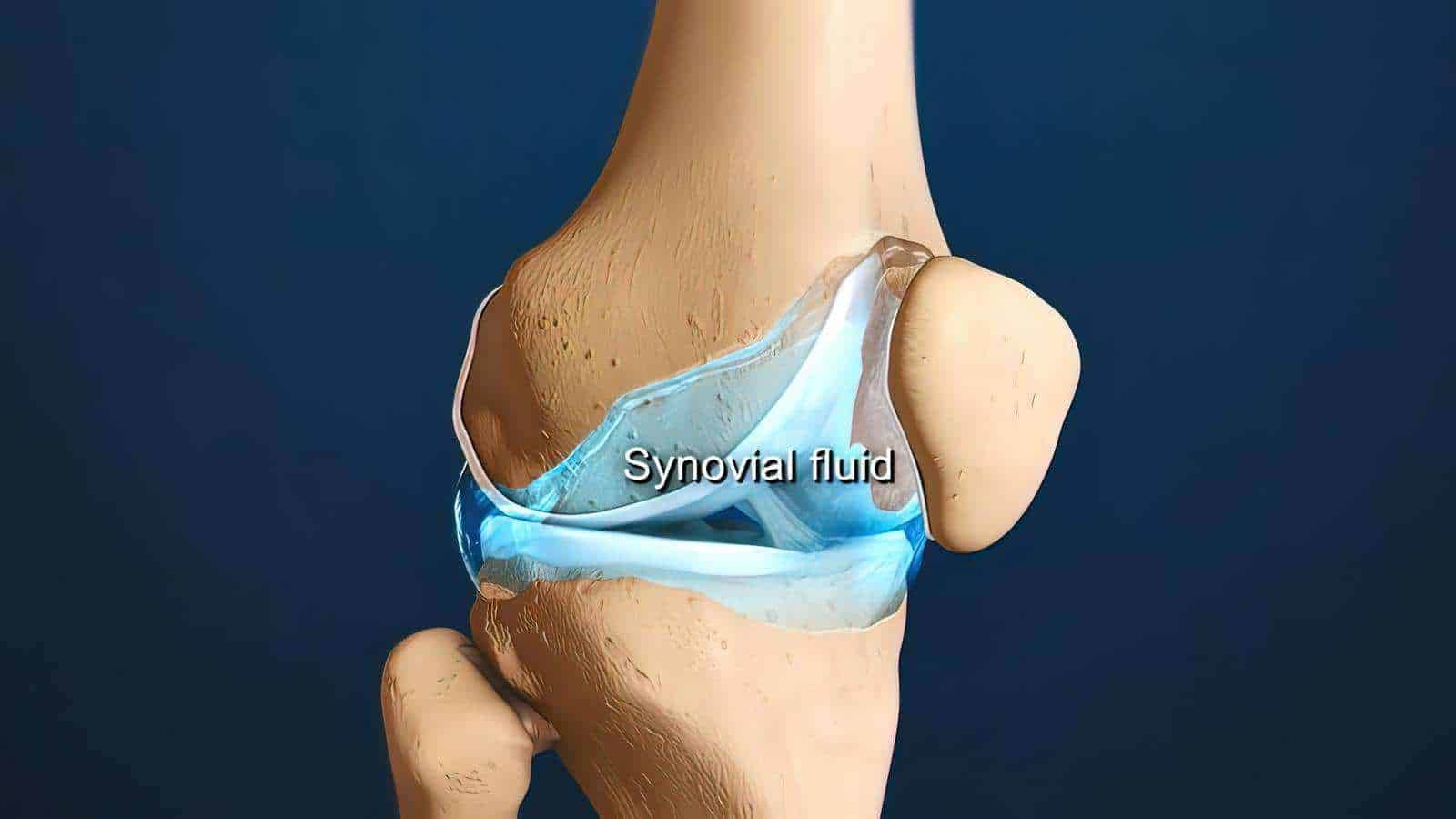 synovial fluid in joints