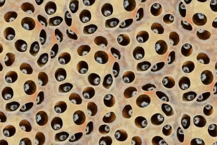 photo for Trypophobia form lotus seeds