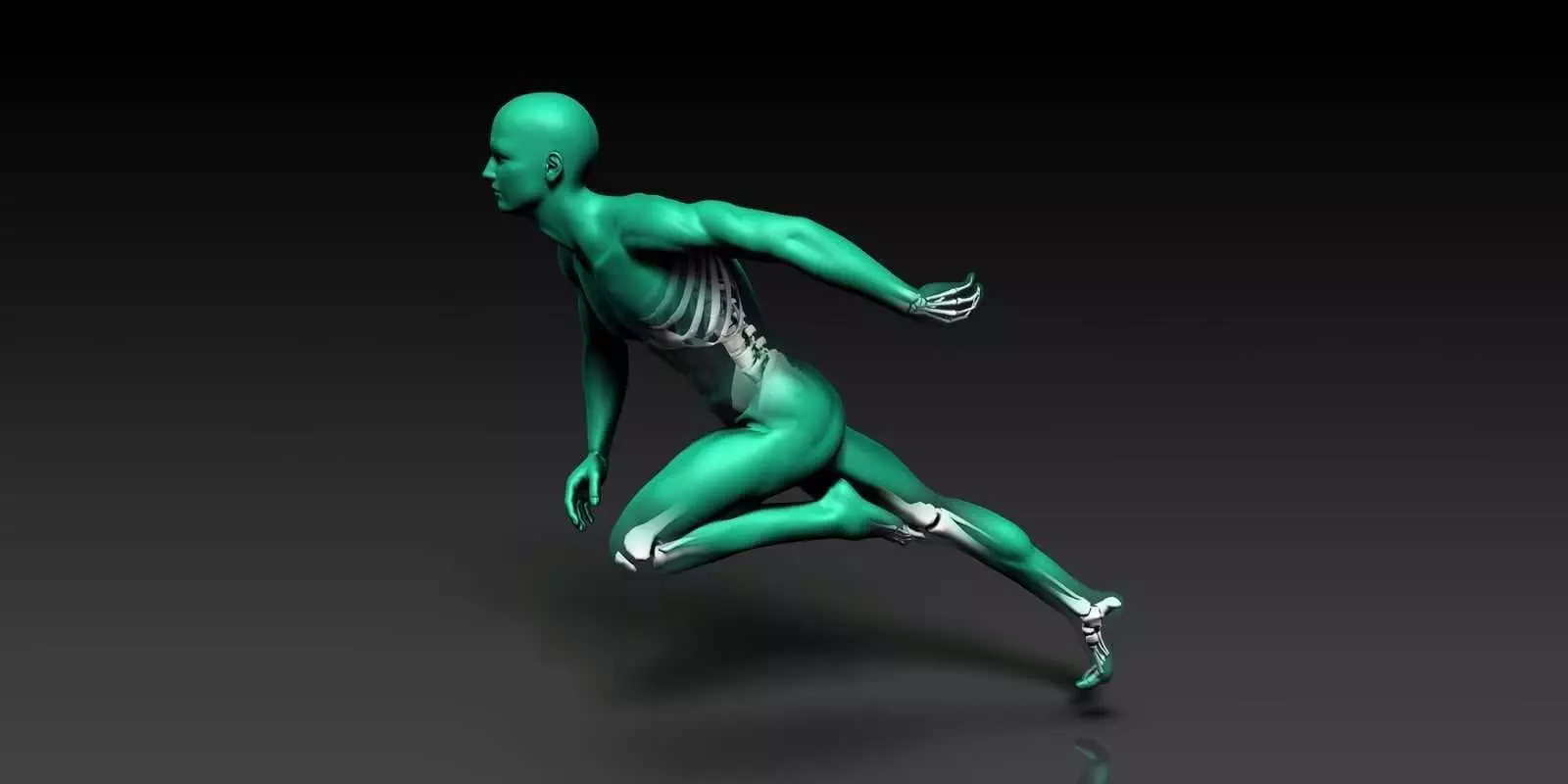 24768920 human anatomy with visible skeleton and muscles