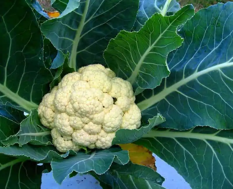 9 Powerful Health Benefits of Cauliflower 5 cauliflower health benefits