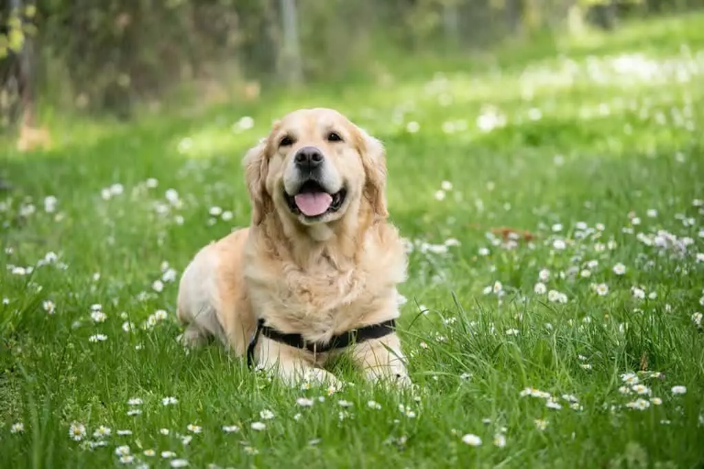 Pollen and other allergies in dogs