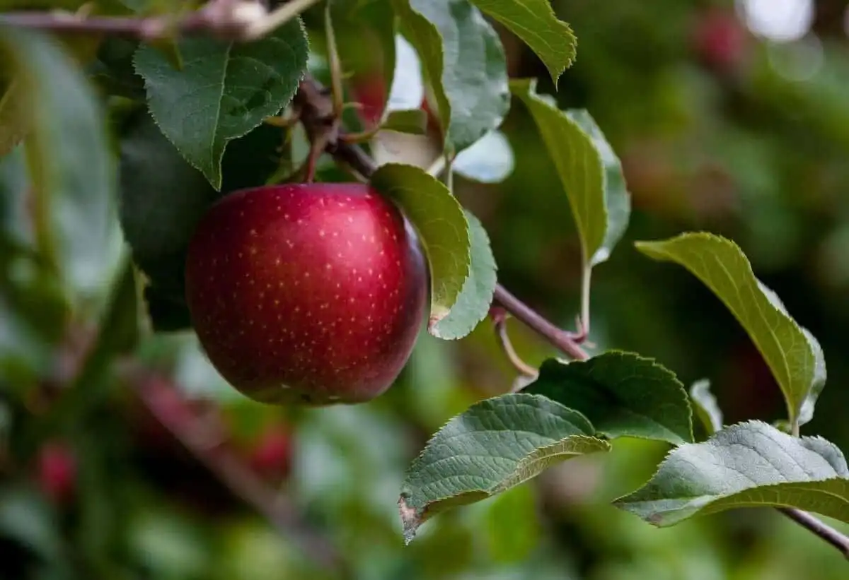 Amazing Apple Cider Vinegar As A Drink: 3 Easy Recipes 1 apple cider vinegar as a drink