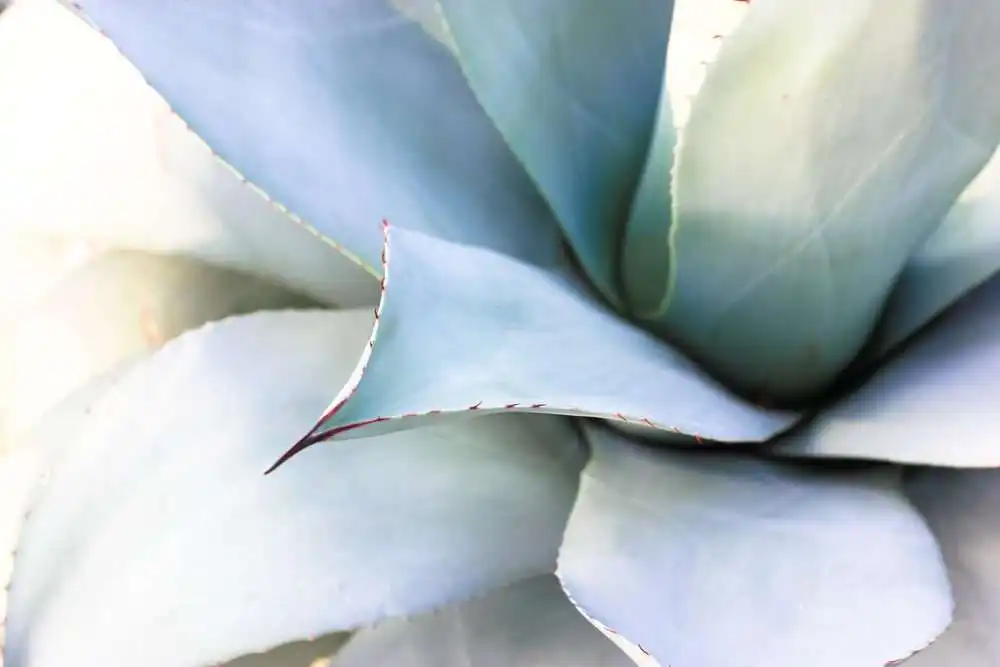 Is Agave Better Than Sugar: 101 Health Guide 1 shutterstock 1938171616