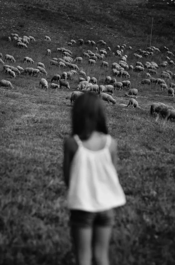 A girl watching a herd.